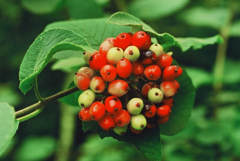 11-Viburnum lantana en fruits