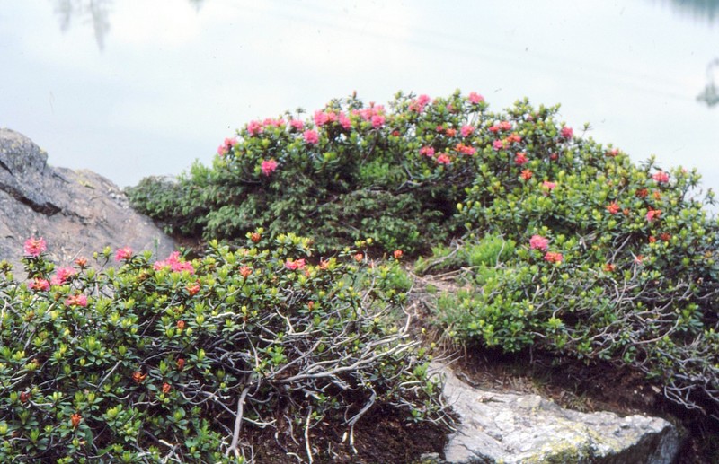 22-Rhododendron hirsutum