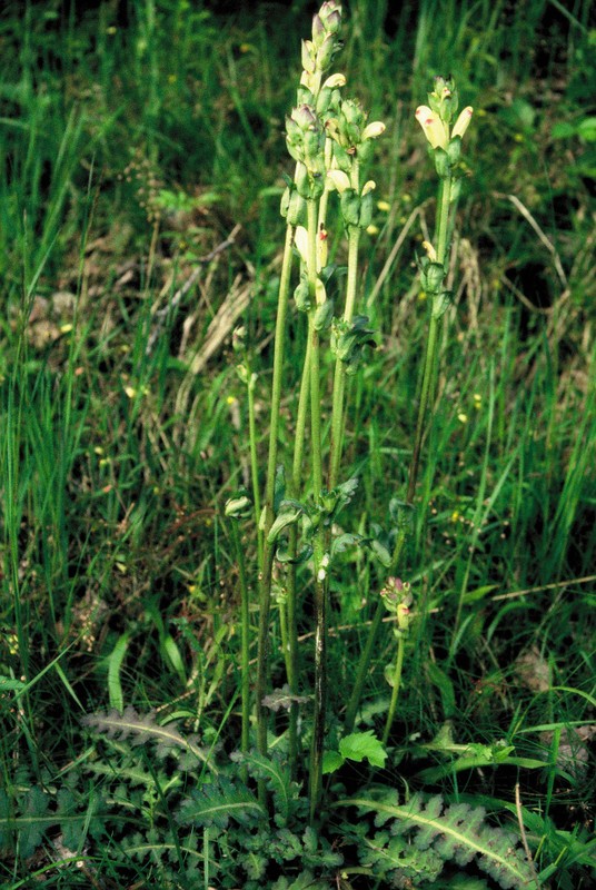 008- Pedicularis sceptrum carolinum
