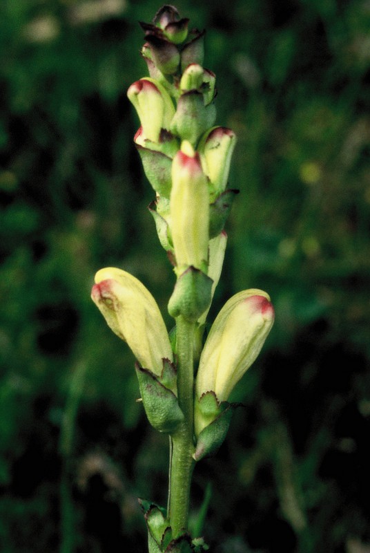 009- Pedicularis sceptrum carolinum