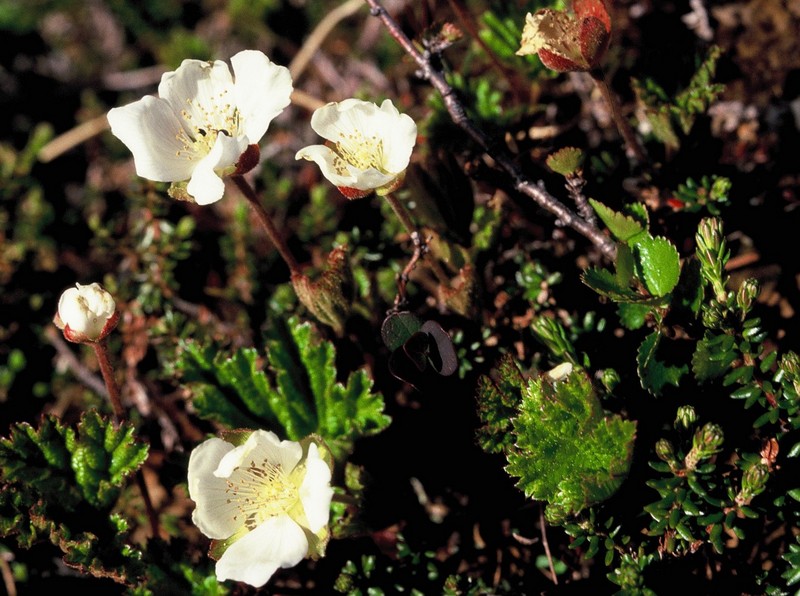09-Rubus chamaemorus
