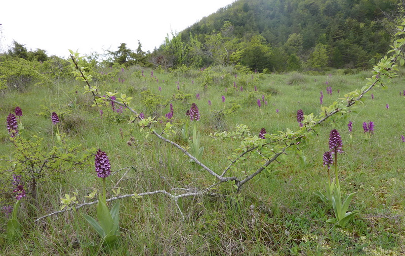 05 Orchis purpurea 1