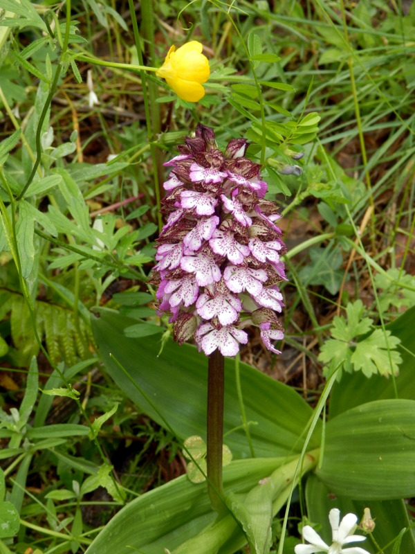 06 Orchis purpurea 2