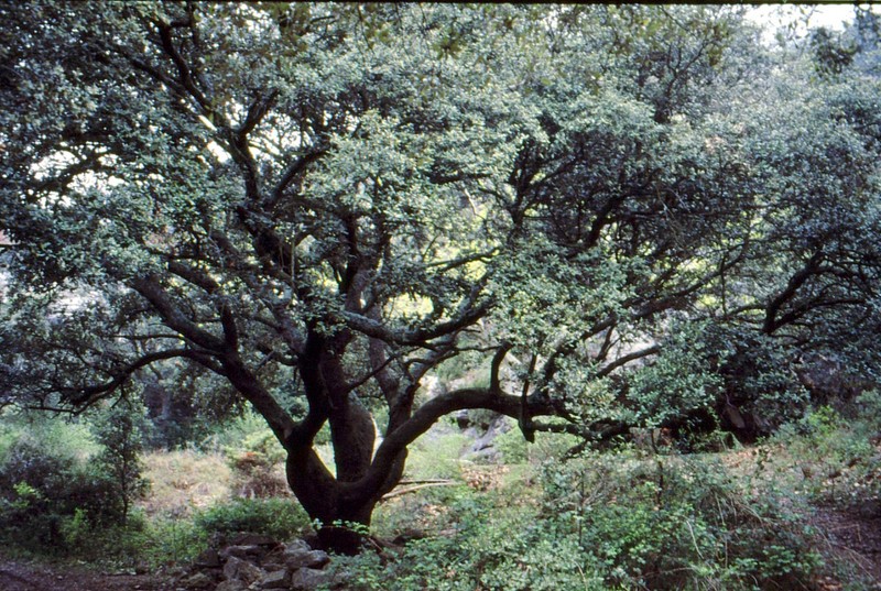 1993 17 Chêne vert