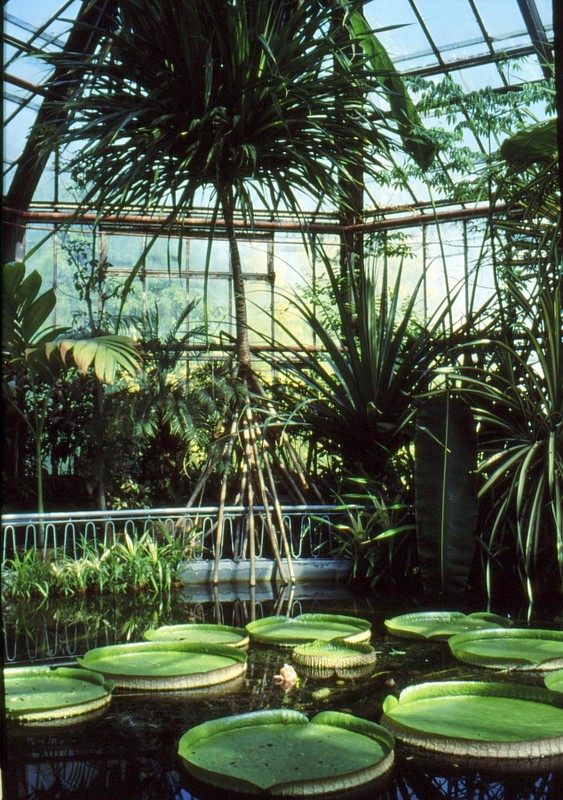 1993 02 Serre tropicale du jardin bota à Cluj Napoca