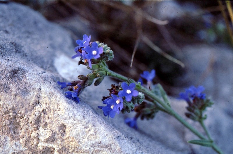 1993 18 Anchusa leptophylla