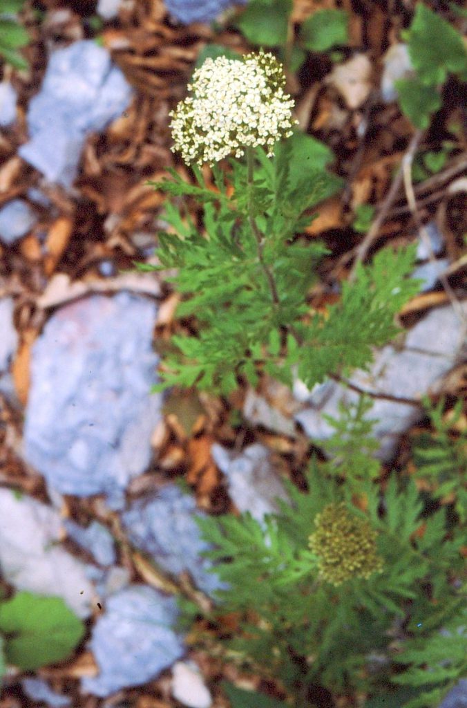11-achillea-grandifolia