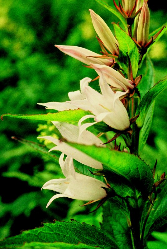 05-campanula-latifolia