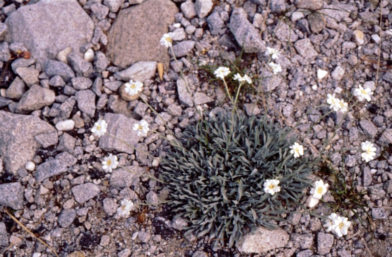 11-achillea-ageratifolia