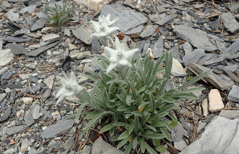 14-leontopodium-alpinum