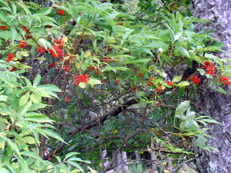 14-sambucus-racemosa
