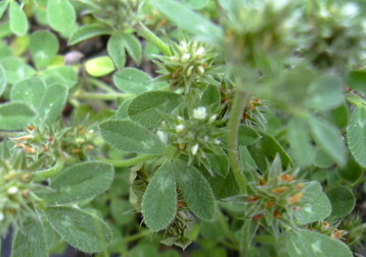 02-trifolium-scabrum