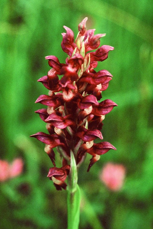 04-orchis-coriophora