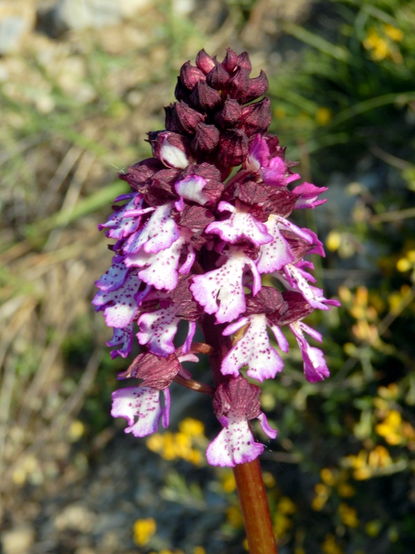 08-orchis-purpurea