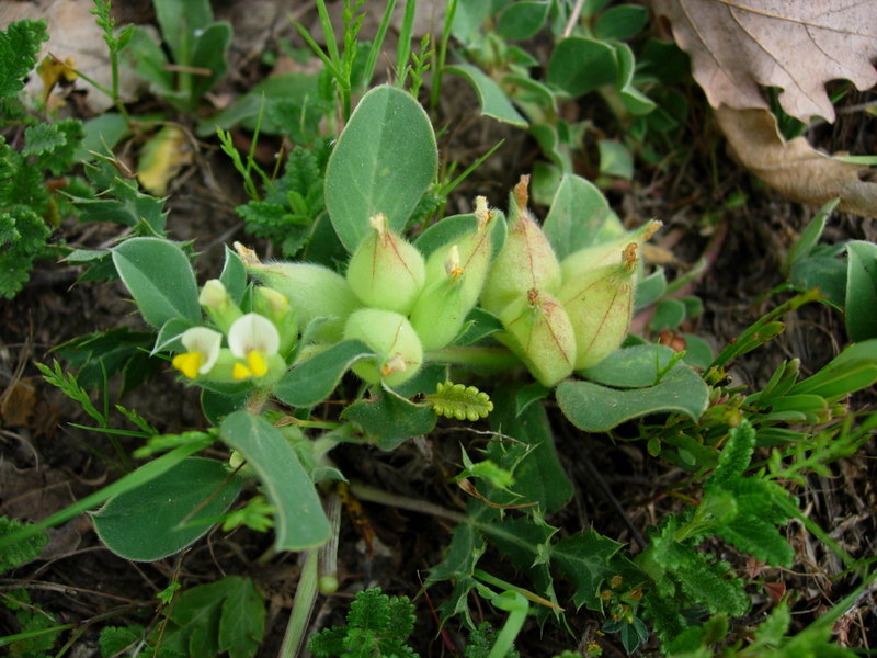 09-tripodion-tetraphyllum