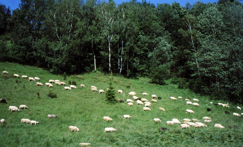Anneau des Bieszczady : Troupeau de moutons