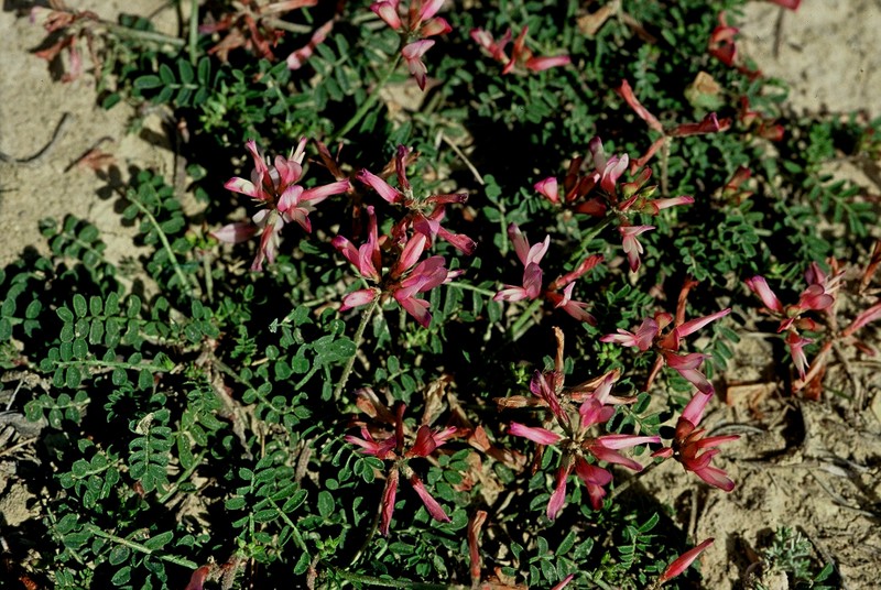 17-hedysarum-spinosissimum