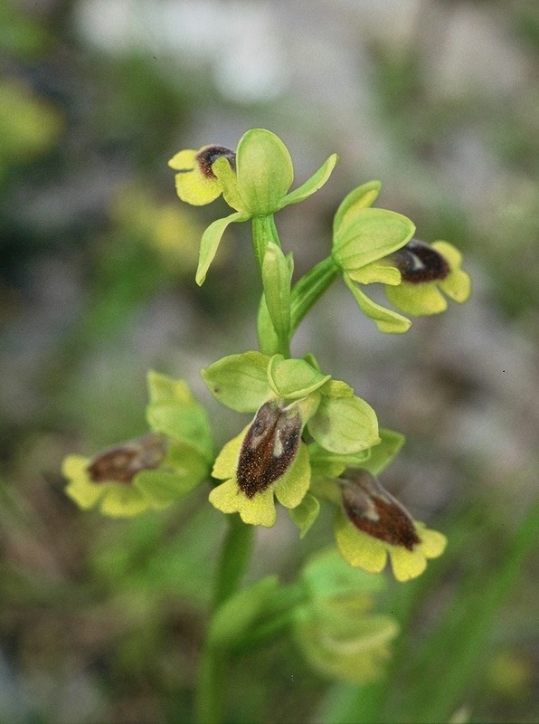 18-ophrys-lutea