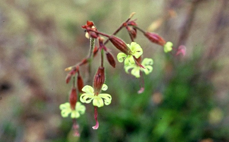 Silene viridiflora