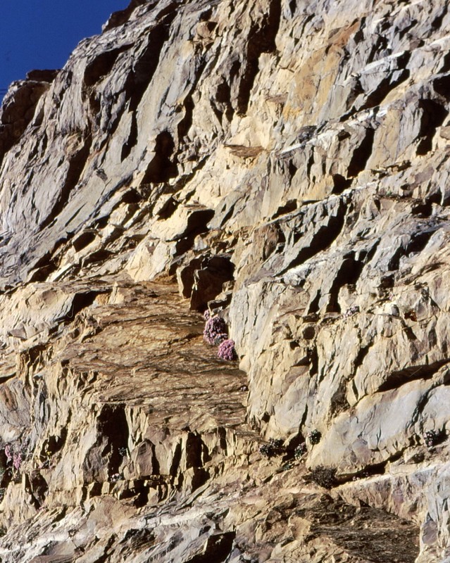 De Jaca à Huesca : rochers à Valenaria longiflora