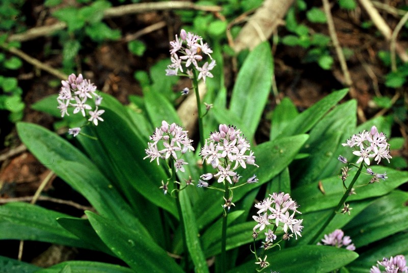 Scilla lilio hyacinthus