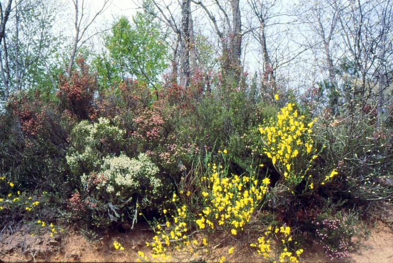 Spartium junceum, Erica australis et arborea