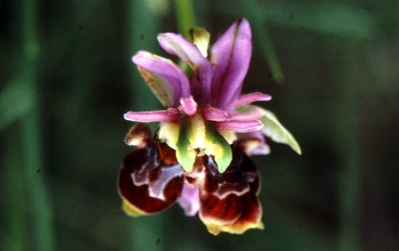 Ophrys scolopax fascié