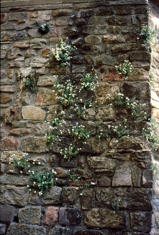 mur avec Petrocoptis pyrenaïca