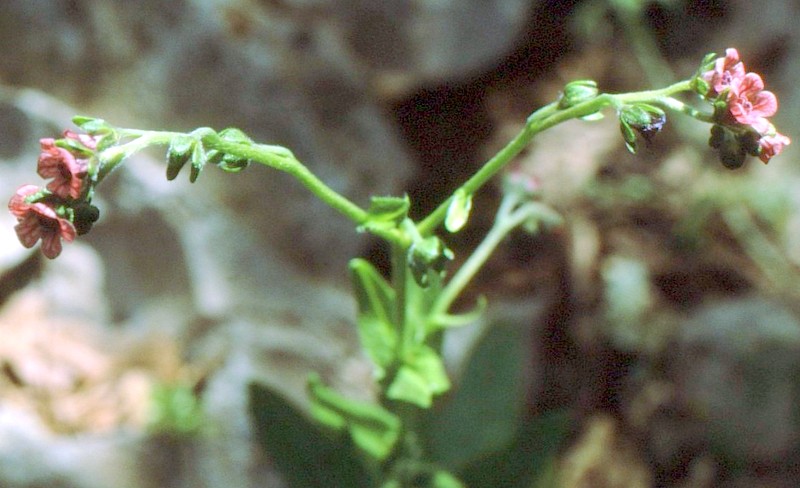 Cynoglossum dioscoridis