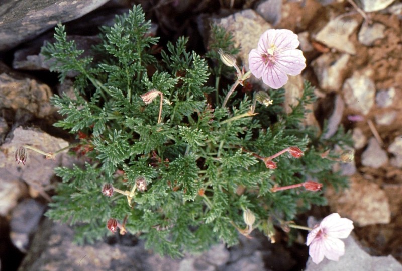Erodium petraeum
