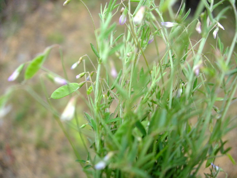 Vicia tetrasperma subsp. gracilis