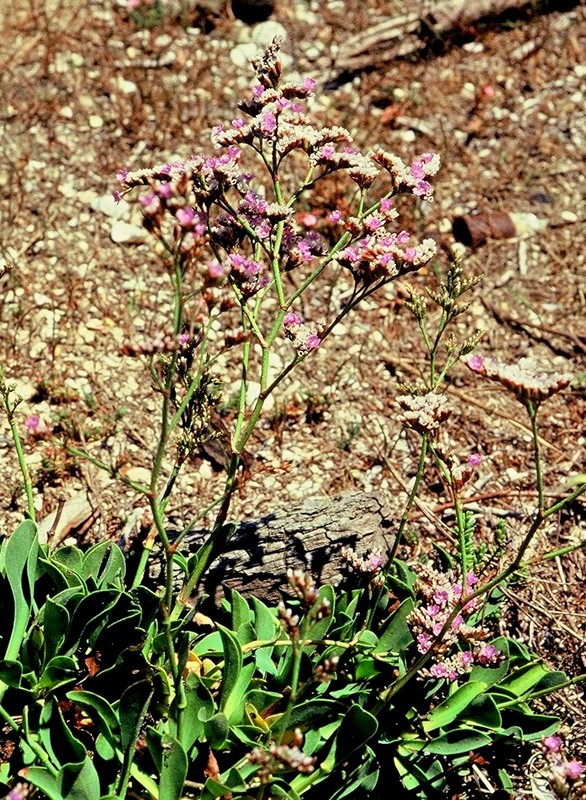 Limonium auriculiursifolium
