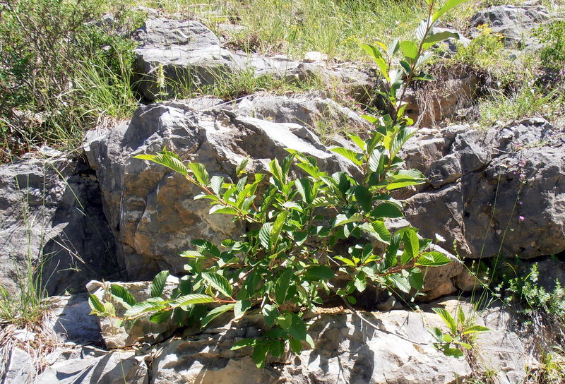 Rhamnus alpina