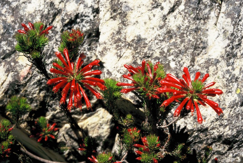 Erica-grandiflora-au-cours-du-trek
