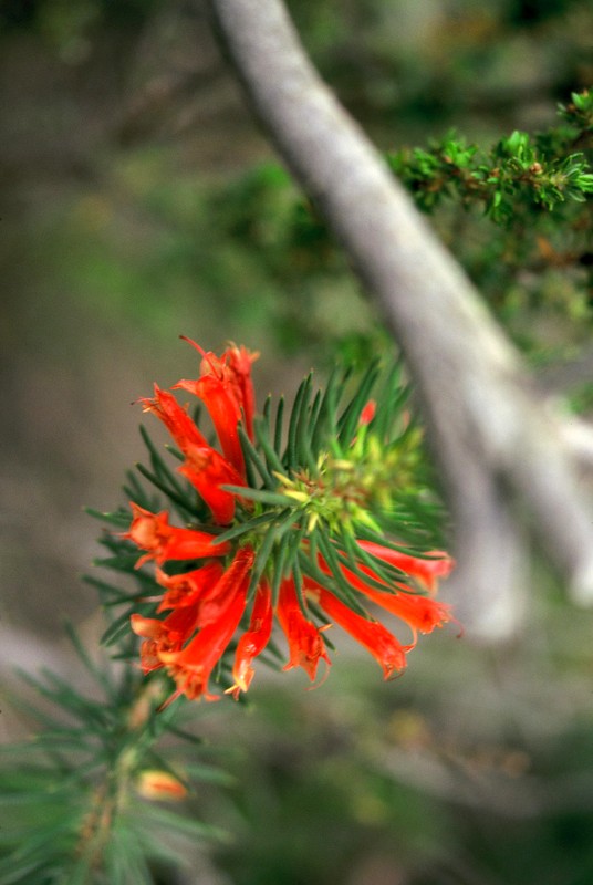 Erica-curviflora