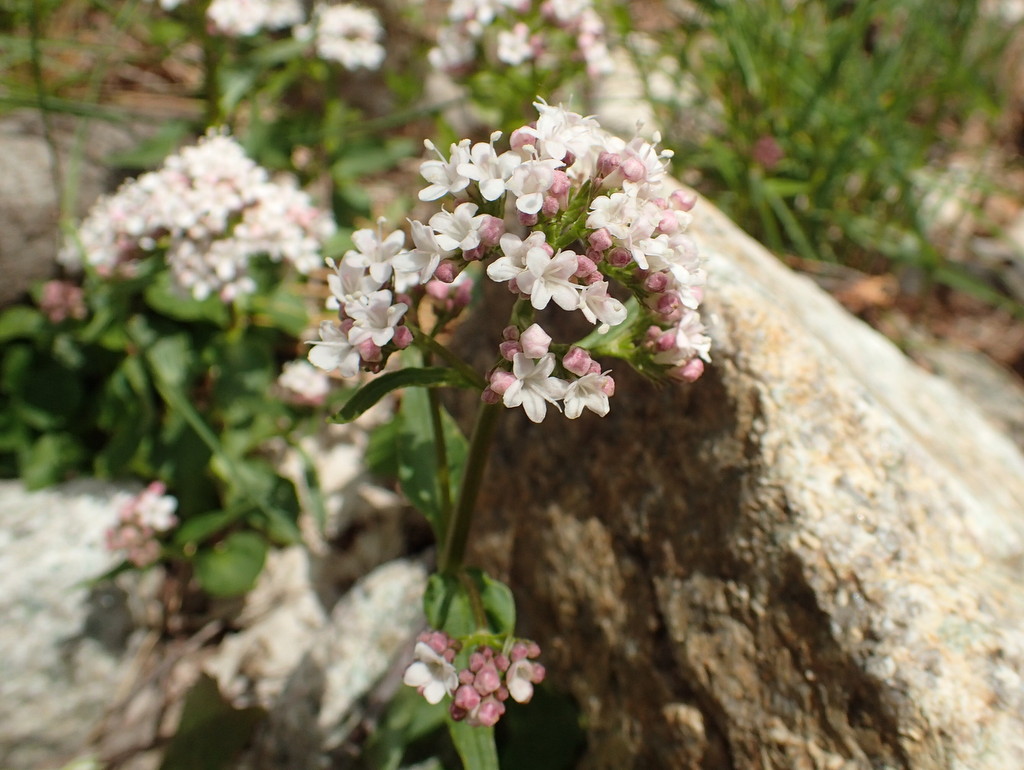 Valeriana rotundifolia endémique