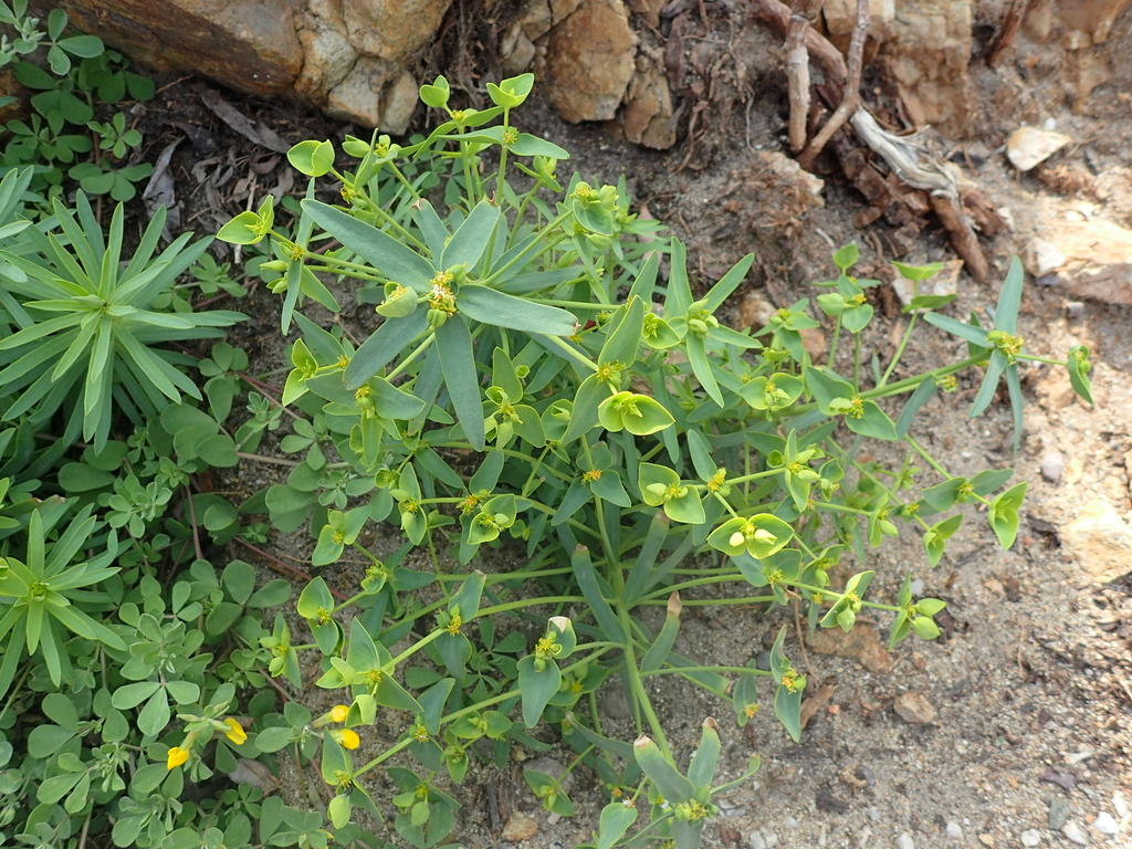 Euphorbia semiperfoliata, endémique cyrno-sarde, de 0 à 1600 m