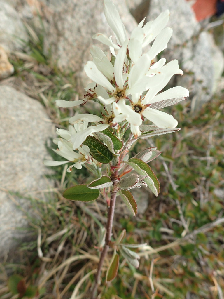 Amélanchier ovalis var rhamnoides endémique des montagnes Corse, de 1200 à 2300 m
