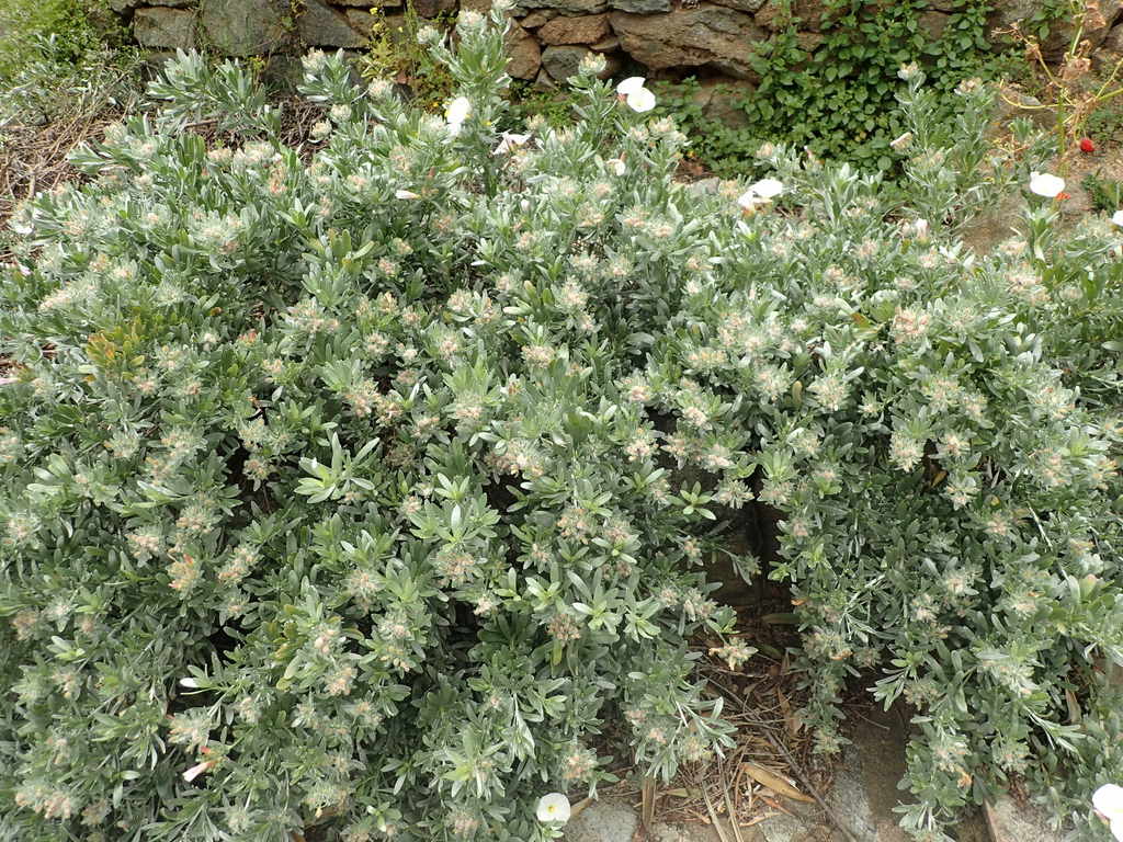 Convolvulus lineatus, noté "non revu depuis 1951", sur le catalogue des plantes de la Corse de Gamisans et Jeanmonod