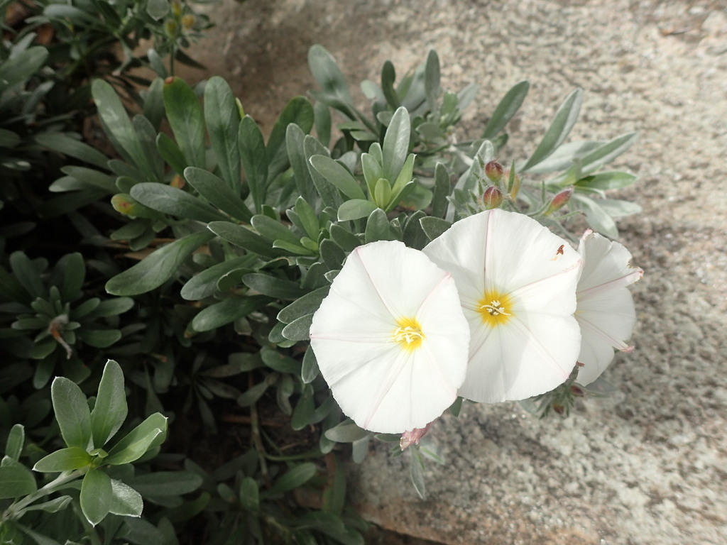 Convolvulus lineatus, noté "à rechercher" sur la Flore pratique de la Corse de Jean BOUCHARD