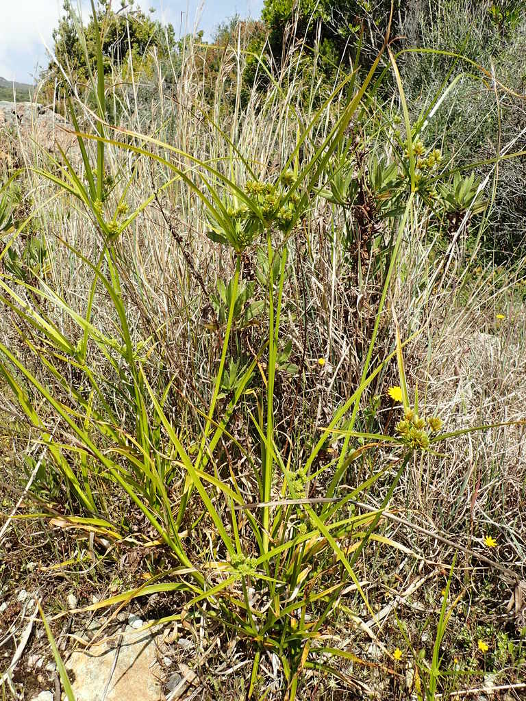 Cyperus-eragrostis