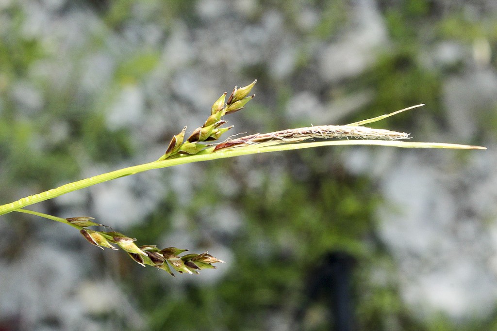 Carex-brachystachys-Schrank